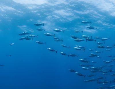 深海鱼肝油整理剂